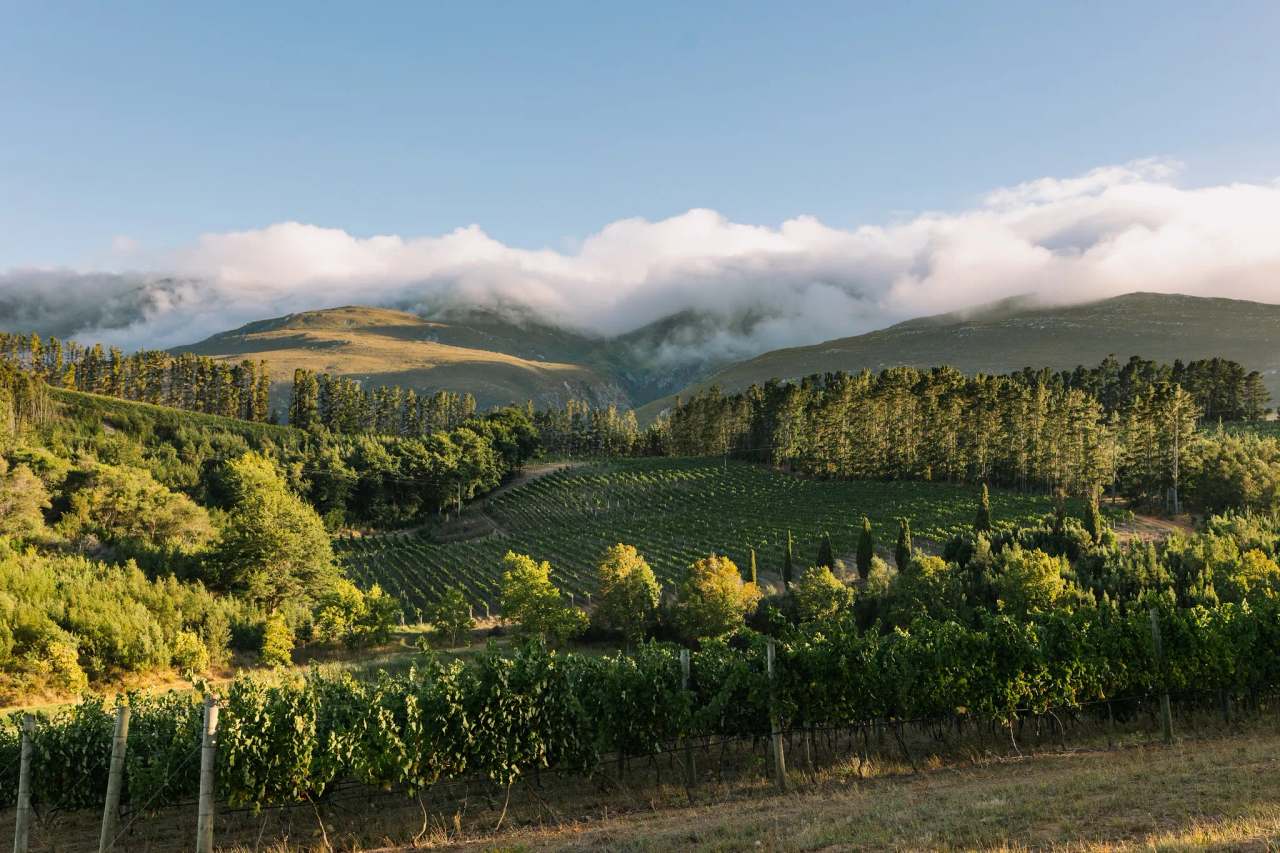 Paul Clüver Family Wines — photo 1