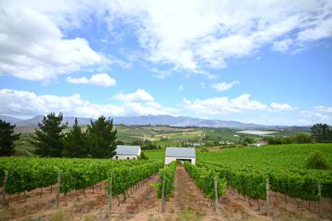 Charles Fox Cap Classique Wine Estate — photo 2