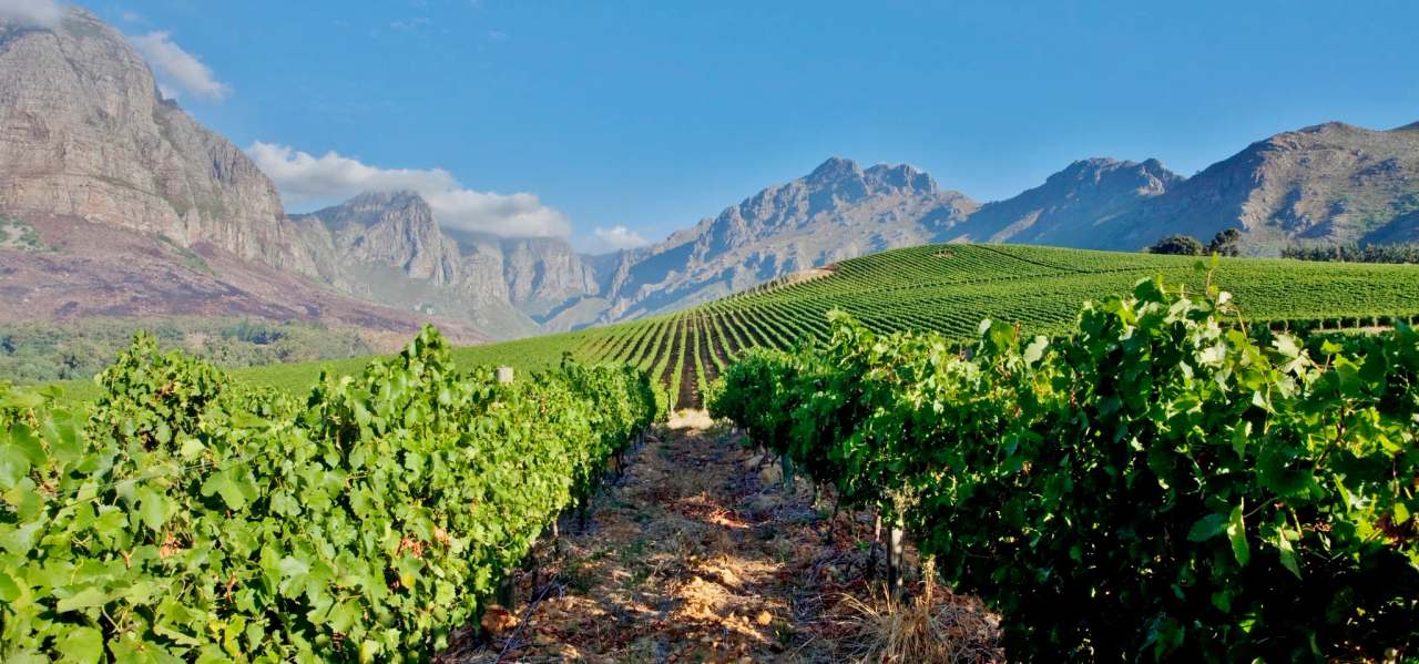 Oldenburg Vineyards — photo 1