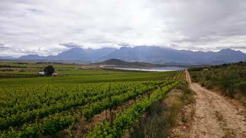 uniWines Vineyards - Daschbosch — photo 2