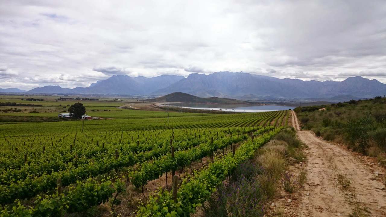 uniWines Vineyards - Daschbosch — photo 2