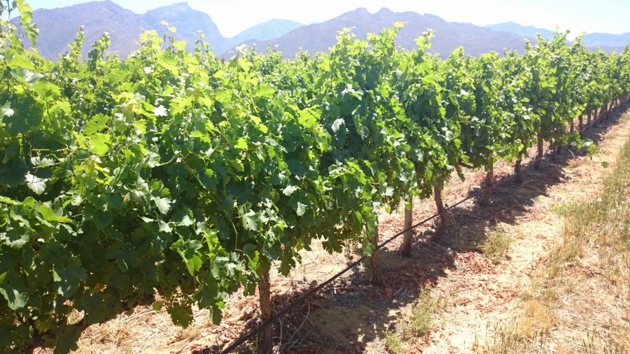 uniWines Vineyards - Daschbosch — photo 1