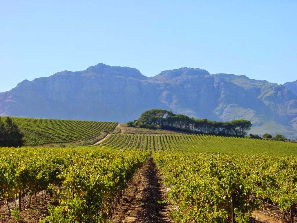 Kleine Zalze Wine Estate — photo 1