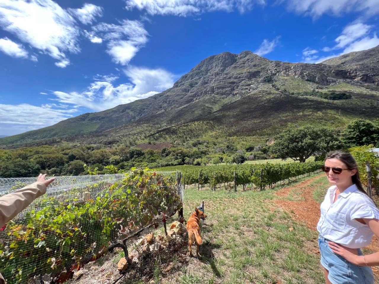 De Trafford Wines — photo 2
