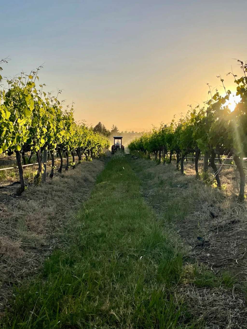 Vine Root Tours