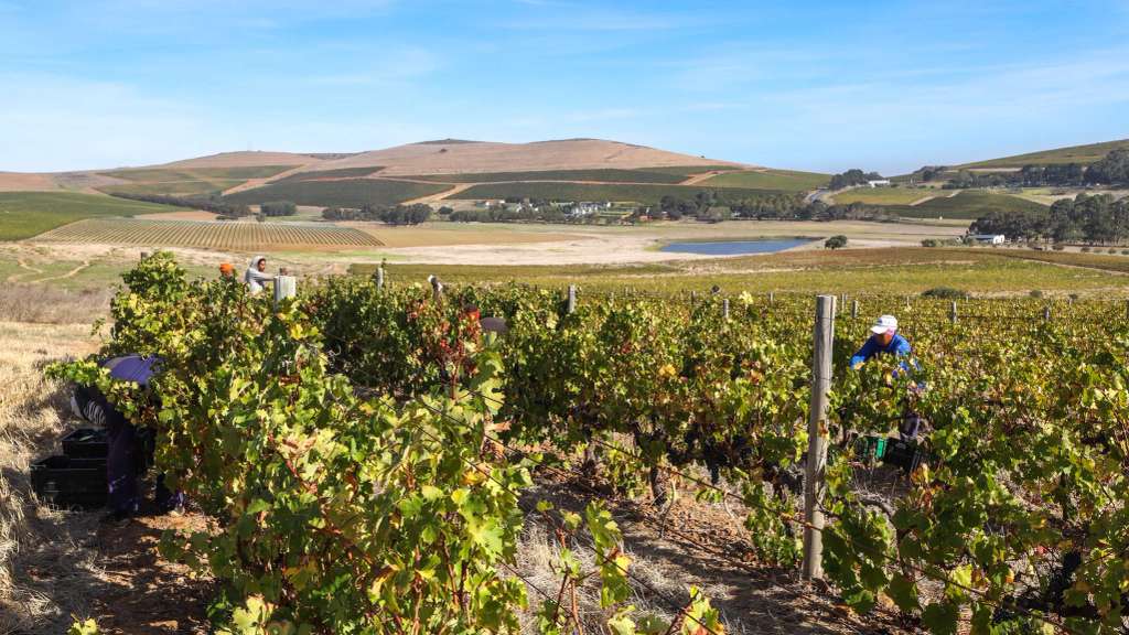 Bloemendal Wine Estate