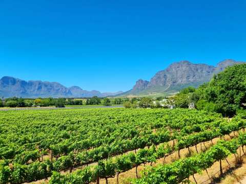 Vrede en Lust Wine Estate — photo 2