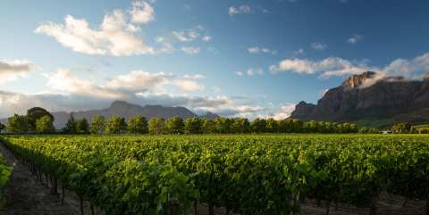 Rupert & Rothschild Vignerons — photo 2