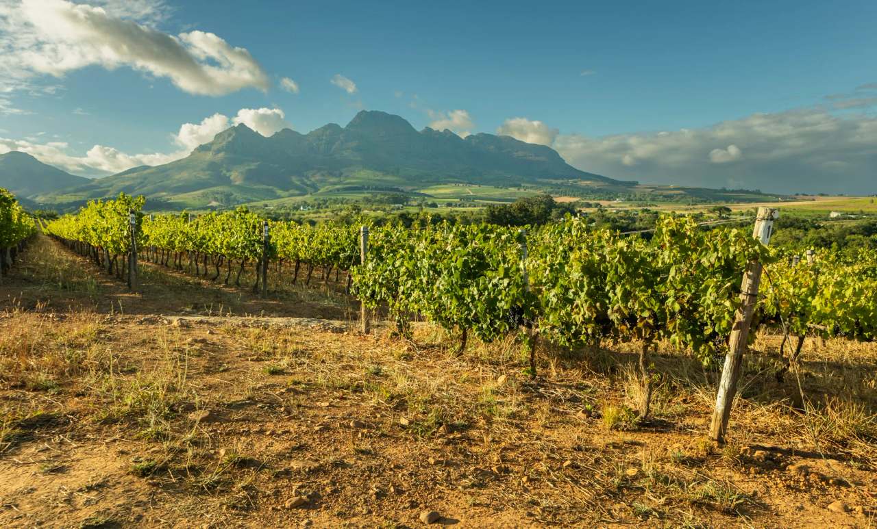 Vriesenhof Vineyards — photo 1